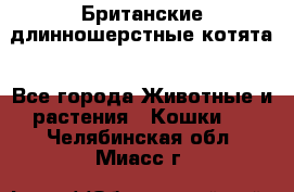 Британские длинношерстные котята - Все города Животные и растения » Кошки   . Челябинская обл.,Миасс г.